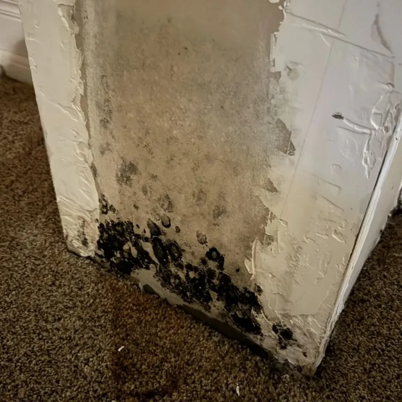 Professional Mold Removal in Campbell, CA